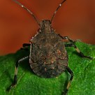 Tortoise shell....